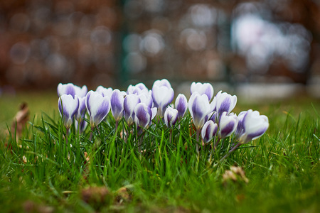 Crocusses in springtime in munich bavaria
