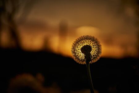 Dandelion silhouette against sunset with seeds blowing in the wind in bavaria near munichの写真素材