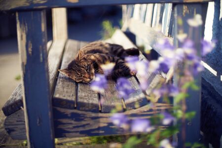 She is enjoyin the sunshine and lifeの写真素材