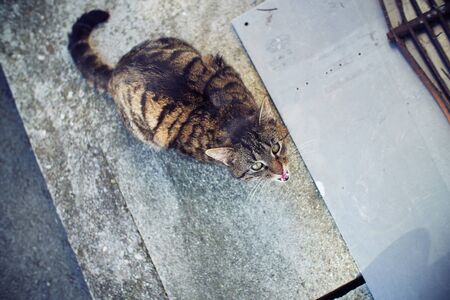 my cat yelling for her foodの写真素材