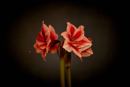 Red white Amaryllis flower on seamless wallpaper patternの写真素材