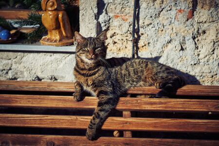 A gray cat sits on a wooden bench near the house.の写真素材
