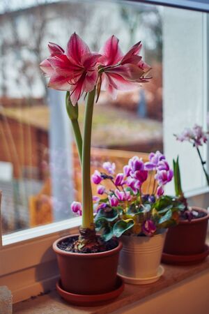 Hippeastrum on the window decorated for Christmasの写真素材