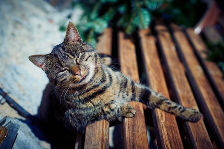 A gray cat sits on a wooden bench near the house.の写真素材
