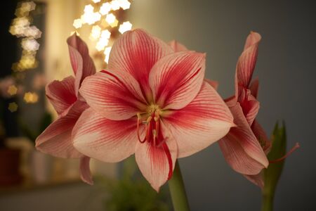 Red white Amaryllis flower on seamless wallpaper patternの写真素材