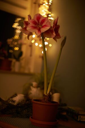Red white Amaryllis flower on seamless wallpaper patternの写真素材
