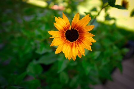 Sun flower in a green garden in bavariaの写真素材
