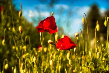 Field of Corn Poppy Flowers in bavariaの写真素材