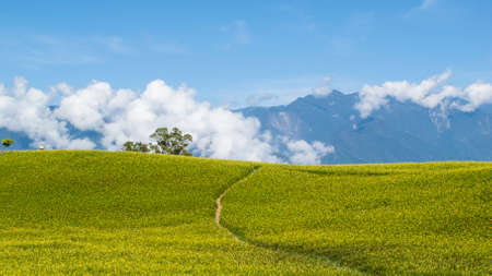 Hualien liliesの写真素材