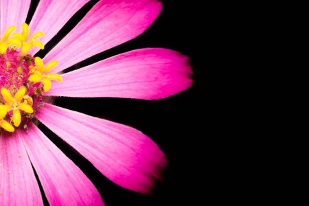 close-up on center of zinniaの写真素材