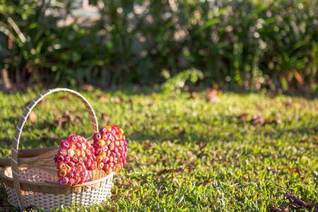 Dry straw flower in the bamboo basketの写真素材