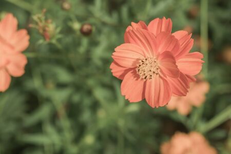 Vintage filter : Cosmos in the garden selective focus on pollenの写真素材