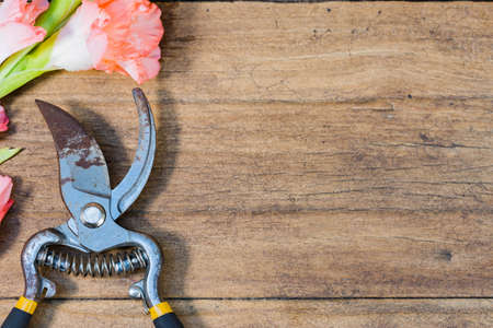 Vintage Filter : Pink Gladiolus and pruning shears  on wood background