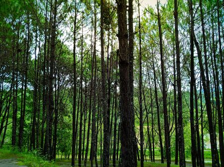 Beautiful landscape Pine tree in the morning time.