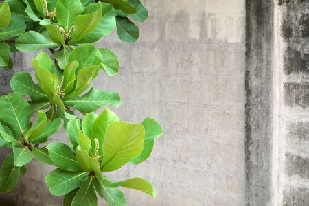 Malabar tree with an old cement wall.の写真素材