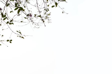 Blur background, Salao tree with flower.の写真素材