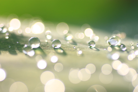 Lotus leaf with water drops effect green, drops of dew on a green grassの写真素材