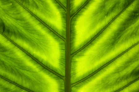 Abstract green leaf texture
