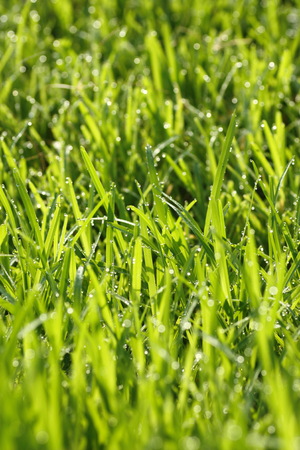 green leaf with water drops effect green, drops of dew on a green grassの写真素材