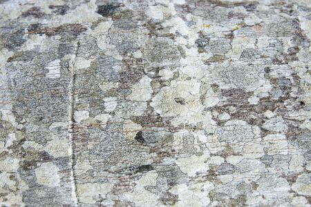Tree bark textureの写真素材
