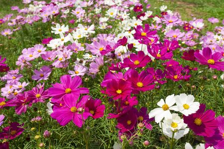 cosmos flower face to sunrise in fieldの写真素材