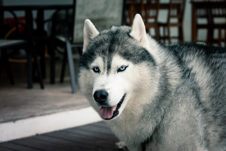 Portrait of Siberian Huskyの写真素材