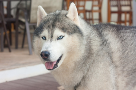 Portrait of Siberian Huskyの写真素材