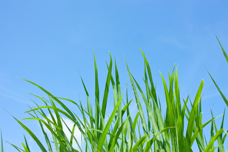 green grass and blue skyの写真素材