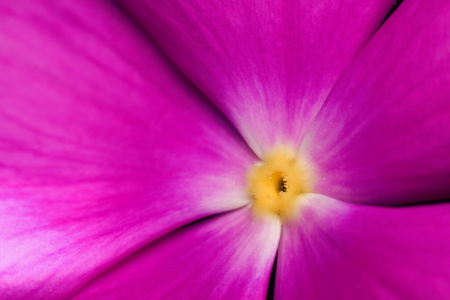 cosmos flowerの写真素材