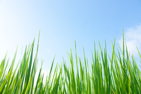 green grass and blue sky