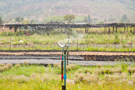 garden sprinkler on a sunny summer day during watering the green lawnの写真素材
