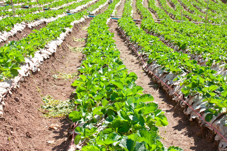 strawberry fieldの写真素材