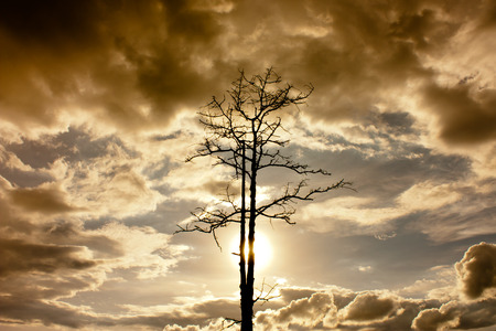 alone tree on sunset , dead tree