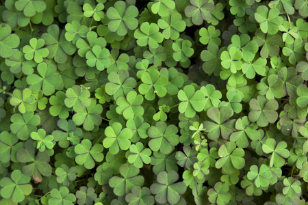 Green grass clover seamless textureの写真素材