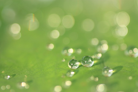 Lotus leaf with water drops effect green, drops of dew on a green grassの写真素材