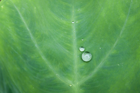 Lotus leaf with water drops effect green, drops of dew on a green grassの写真素材
