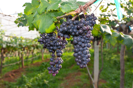 Red grapes ready to be harvested at a vineyardの写真素材