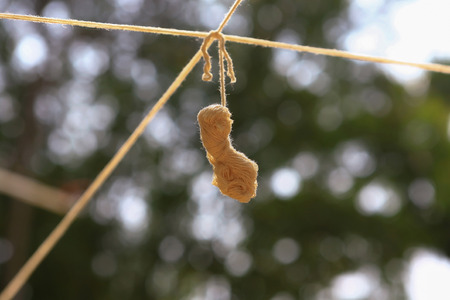 White holy thread hanging in the air in the religious ceremony in southeast asia with blurry green and round bokeh in background.Buddhist put on their heads for the good bless,fortune and prosperity lifeの写真素材