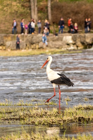 People watching white stork in a wild lifeの写真素材