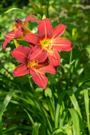 Day-lily flower aka Hemerocallis blooming closeup viewの写真素材