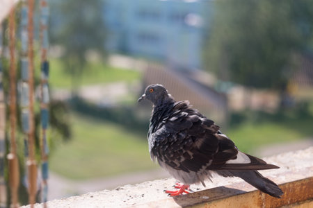 Dove (Columbidae) popular city bird. These are stout-bodied birds with short necks and short slender bills that in some species feature fleshy ceres.の写真素材