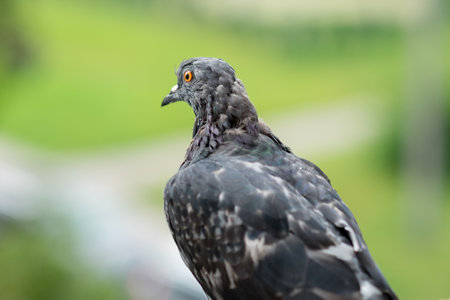 Dove (Columbidae) popular city bird. These are stout-bodied birds with short necks and short slender bills that in some species feature fleshy ceres.の写真素材