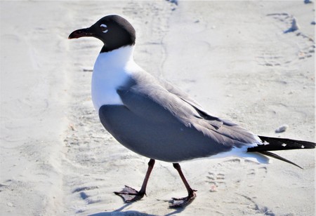 Seagull walking on a sandy beach in Floridaの写真素材