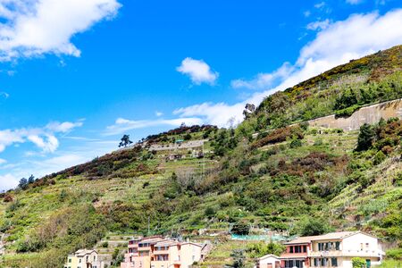 Grapes growing on the hillside In Cinque Terre, the Riomaggiore village which is a small village in the Liguria region of Italy.の写真素材