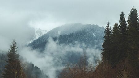 Silhouettes of trees against background of snowy mountains. Forest covered by snow on large ridge....