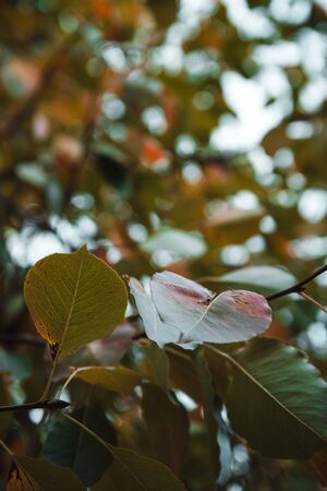 Autumn background. Colorful leafs in autumn park on  blurred background in soft focus.の写真素材