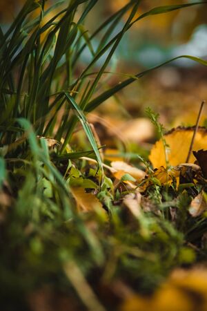Warm colors of Autumn. Background of colorful leaves. Change of seasons concept.の写真素材