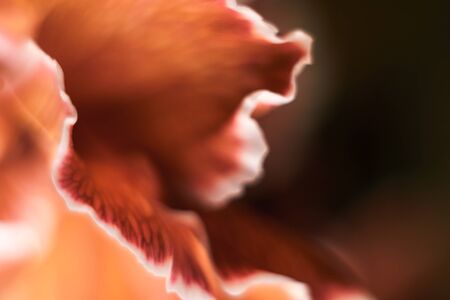 Gentle background cutaway, copy space. Blurred macro image. の写真素材