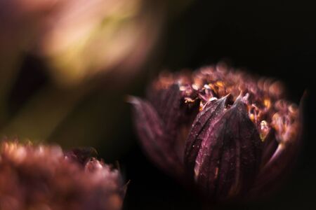 Dry astrantia flower on dark background. Floral blurred pattern, abstract picture. Defocused wallpaper, macro.の写真素材