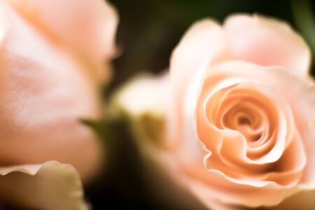 Floral blurred pattern with macro flower abstract picture. Defocused wallpaper with rose.の写真素材